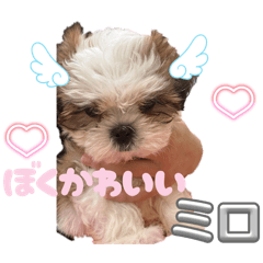 RINHO_20260512005355