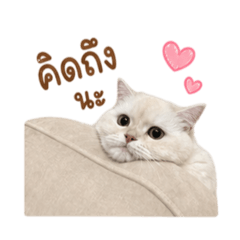 Cat Tofu Pudding