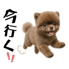 PIPI.mii
