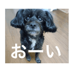 I LOVE dog_20260515112024