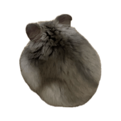 pom_20260512023959