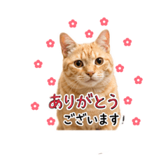 YU.c_20260512035811