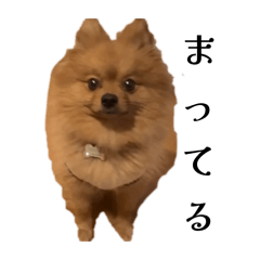 pomunkurusu_20260512060426