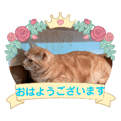 everythingcyacyamaru_20260512065059