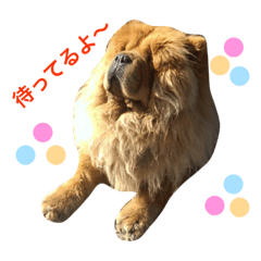 Apolline Pets