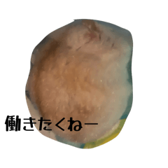 syafu_20260512072028
