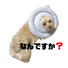 Mr.HIBIKI_20260512025016
