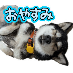 kokorofamily_20260512081031