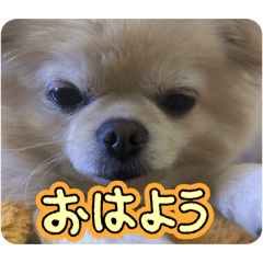 dog_20260512085149