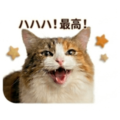 chawa_20260512085325