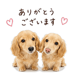 Polite Dachshund Duo