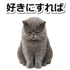 藍色異短貓鹽系 1♫