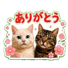 churapi Lovely cats