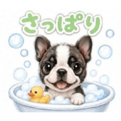 CHOCOLA Boston Terrier