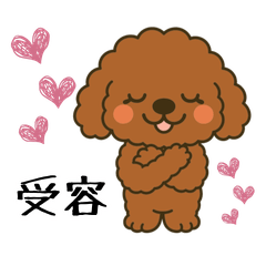 Daily Career Consultant Toy Poodle