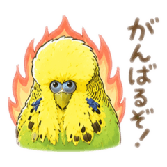 Kiki the Jumbo Budgerigar2