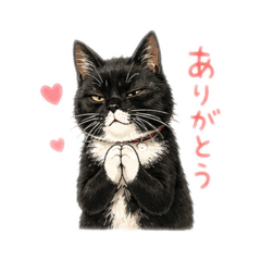 neko_20260512085034