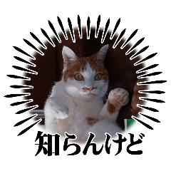 shigakiri neko09