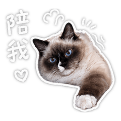 米粒日常用語1