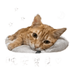 羅小橘1