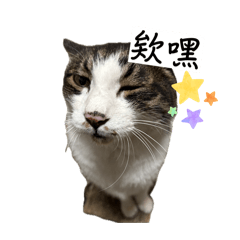 陳家黑橘小劇場