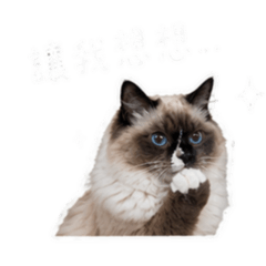 米粒搞怪日常