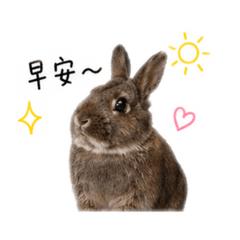 咪嚕日常用語