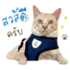 Cat Dog_20260428173154