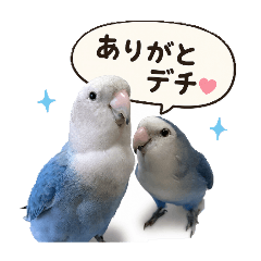 Love Bird Emera&Sakura_20260512104606