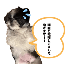 lulupepe_20260512104137