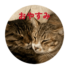 Kitties_20260512110059