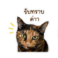 Thanyapron_20260428173117