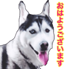 Sticker Of Husky dog ver1.00