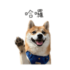 Tira專屬