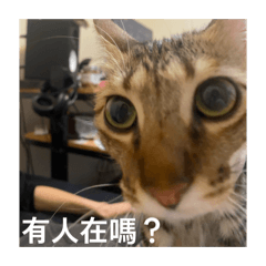 GB貓貓日常厭世-正式版
