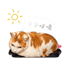 咪嚕超可愛的哇