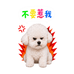 比熊呀比比