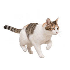 ☆ 高丸兄妹 ◉ 第一彈
