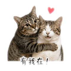 藕咦島輝互動篇