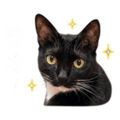 粉圓小貓貓