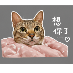 佐寶