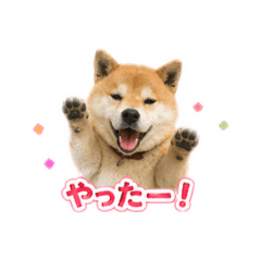 Yuzuki_20260512124827