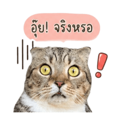 French Cute_20260428173541