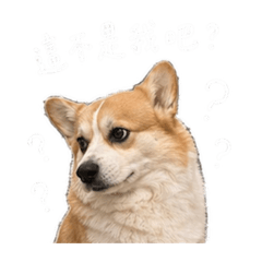 日常汪