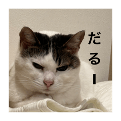 yuki_chi