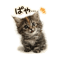 ham shoko_20260512122253