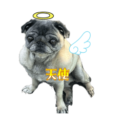 山本ぽん