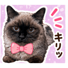 RIE333_20260512135226
