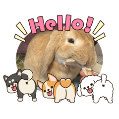 kinako_20260512140927