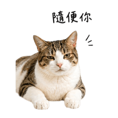 貓貓貓貓cat